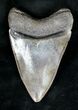 Razor Sharp Megalodon Tooth - Georgia #19206-2